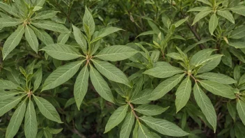 Et Salicaceae-tre med myke, fine blader og en unik vekstmønster.