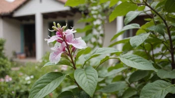 Et nærbilde av en merianplante med blader og blomster.