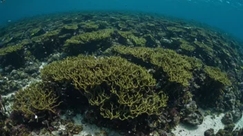 En tareforekomst i havet med fisk og annet marint liv