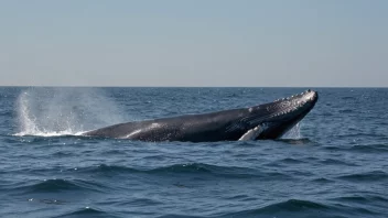 En blåhval som svømmer i havet.