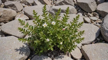 Et bilde av en lyngmo-plante i sin naturlige habitat.