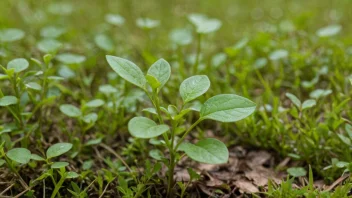 En liten og rund grønn plante med små blader.