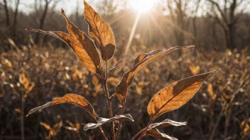 En plante som er skadet av solsvidde, med brune og visne blad.