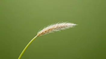 Et enkelt grasfrø på en grønn bakgrunn