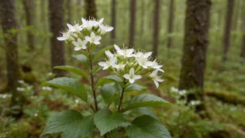 En vårbløyteplante i blomst, med sine delikate hvite blomster og grønne blader.