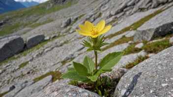 En marflo, en vakker og sjelden norsk fjellblomst.