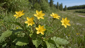 En Sarnblom-plante med sine unike blomster og blader, som vokser i et naturlig miljø.