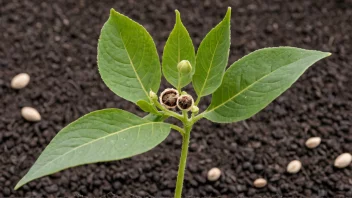 En plante med frø, som representerer prosessen bak forplanting.