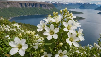 En balderbrå-plante i blomst, som viser sine vakre hvite blomster og grønne blader.