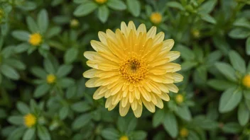 En vakker gul astersblomst med hjerteformede kronblad, omgitt av frodige grønne blader.