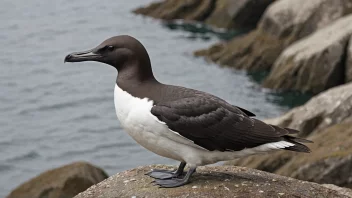 En murre sitter på en stein i havet, med fjellet i bakgrunnen.