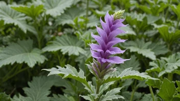 En vakker akantusblomst i blomst