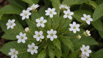 Et lite, hvitt blomsterklase på en større plante.