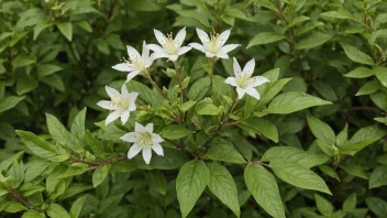 En Fjærprydens plante med sine karakteristiske blomster og frodige grønne blader