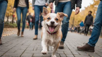 En liten hund med en stor personlighet, i en leken og interaktiv omgivelse.