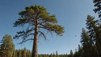 En høy, majestetisk furu i en skog.