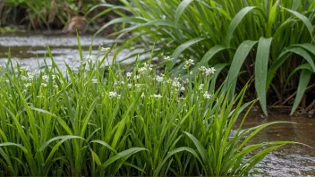 Et detaljert bilde av en frodig, grønn, gresslignende plante som vokser i et fuktig område, med noen blomster som blomstrer i bakgrunnen.