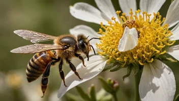 En bie som bestøver en blomst, og overfører pollen.