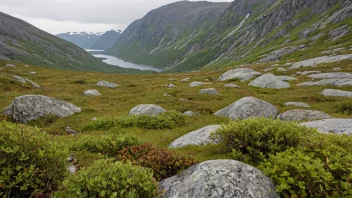 Et skråmer i norske fjell, med lavvokst vegetasjon og ulike plante- og dyrearter.