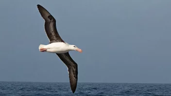 En stor albatross fugl i flukt over havet