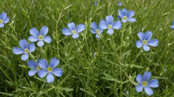 En linplante med blå blomster og grønne blader.