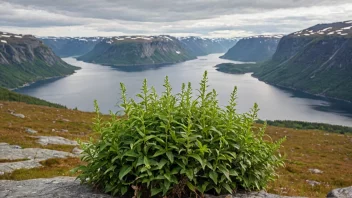 Et bilde av en myhreplante i et norsk landskap