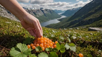 En person i et norsk fjellandskap, bøyer seg ned for å plukke multer som vokser i myra.