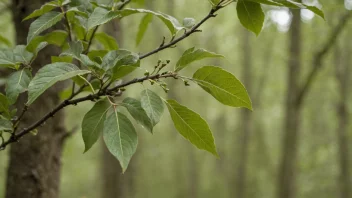 Et nærbilde av et botilskott, en type skott som vokser på trær.