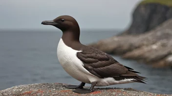 En kilevink sitter på en steinete klippe, med utsikt over havet.