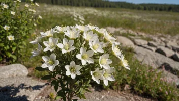 En vakker lyngblomstplante med lysfargede blomster, som vokser i et solrikt, åpent område.