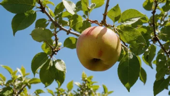 Et gult eple som henger fra en gren med grønne blader og en blå himmel i bakgrunnen.