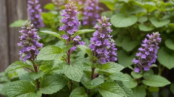 En minteplante med grønne blader og lilla blomster.