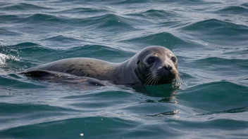 En ung sel som svømmer i havet.