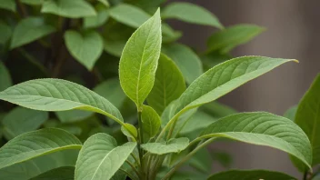 Et bilde av en plante med blader som holder seg grønne gjennom hele året, og representerer konseptet 'vedblivende'.