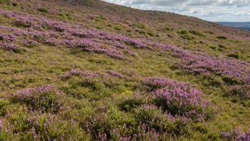 En heath med en blanding av lave vekster og lyng, under en klar blå himmel.