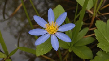 En blå blåsymra-blomst i et fuktig område.