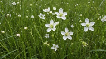 En melkerampeplante med hvite blomster som vokser i en fuktig eng.