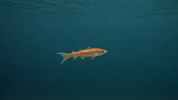 En liten fisk som svømmer i vannet og lager en svak lydbølge