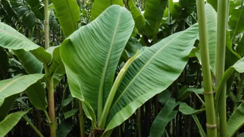 Et stort, grønt bananblad på en bananplante