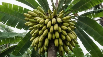 Et banantre i en tropisk hage med skarpt sollys og en klar blå himmel