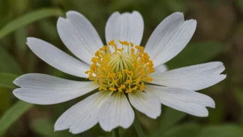 En vakker tilje i blomst.