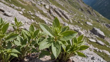 En sjelden plante med unike egenskaper som vokser i fjellet.