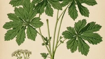 En illustrasjon av planten Angelica archangelica, også kjent som kvanne.