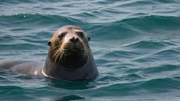 En sjøløve som svømmer i havet