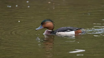 En fiskanda i sitt naturlige habitat, som viser sine unike fiskeferdigheter.