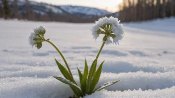 En frøstjerneplante med hvite blomster og grønne blader, som blomstrer i snøen.