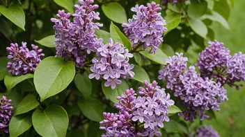 En syrinbusk med duftende lilla blomster i en hage