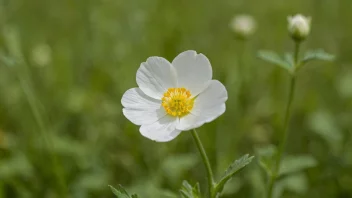 En hvit smørblomst med en grønn stilk og blader.