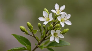 En vakker blomkarse i full blomst