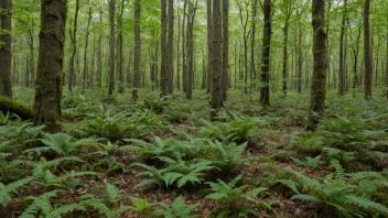 Et bøkeskog-økosystem med en mangfoldig samling av planter og dyr.